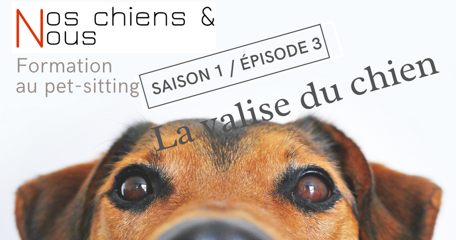 La valise du chien